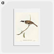 アートポストカード-Silvery-crowned Friar Bird
 - オーストラリアの鳥 Postcard.