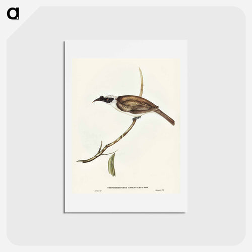 Silvery-crowned Friar Bird
- オーストラリアの鳥 Postcard.