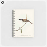 アートメモ帳-Silvery-crowned Friar Bird
 - オーストラリアの鳥 Memo.