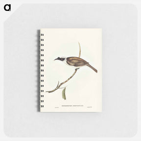 アートメモ帳-Silvery-crowned Friar Bird
 - オーストラリアの鳥 Memo.