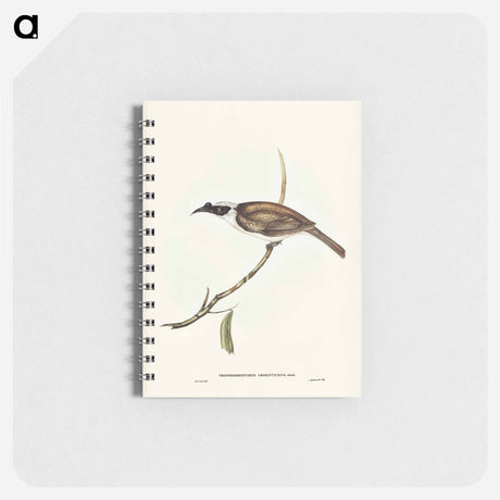 アートメモ帳-Silvery-crowned Friar Bird
 - オーストラリアの鳥 Memo.