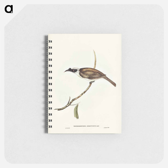 アートメモ帳-Silvery-crowned Friar Bird
 - オーストラリアの鳥 Memo.