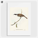 アートポスター-Silvery-crowned Friar Bird
 - オーストラリアの鳥 Poster.