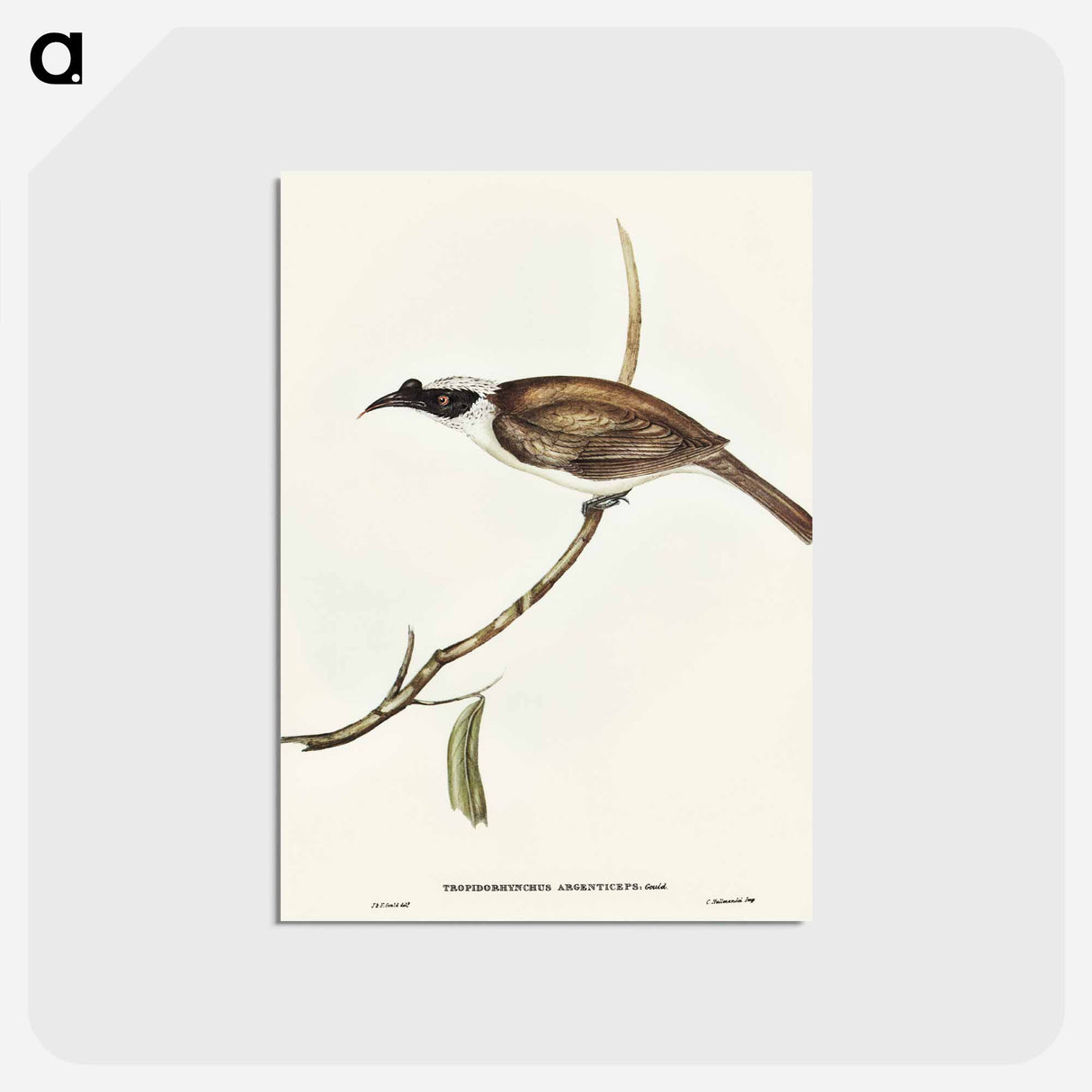 アートポストカード-Silvery-crowned Friar Bird
 - オーストラリアの鳥 Postcard.