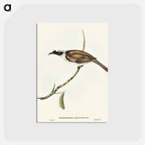 アートポストカード-Silvery-crowned Friar Bird
 - オーストラリアの鳥 Postcard.