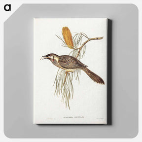 アートパネル-Wattled Honey-eater
 - ジョン グールド Canvas.