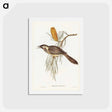 アートポストカード-Wattled Honey-eater
 - ジョン グールド Postcard.