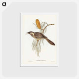 アートポストカード-Wattled Honey-eater
 - ジョン グールド Postcard.