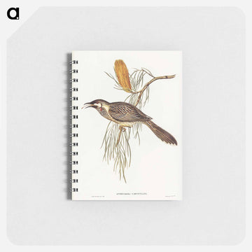Wattled Honey-eater
 - ジョン グールド Memo.