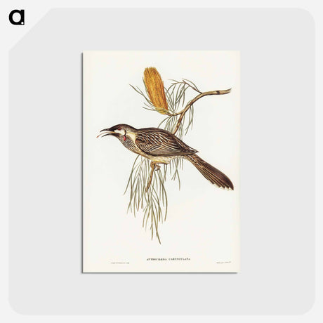 アートポストカード-Wattled Honey-eater
 - ジョン グールド Postcard.