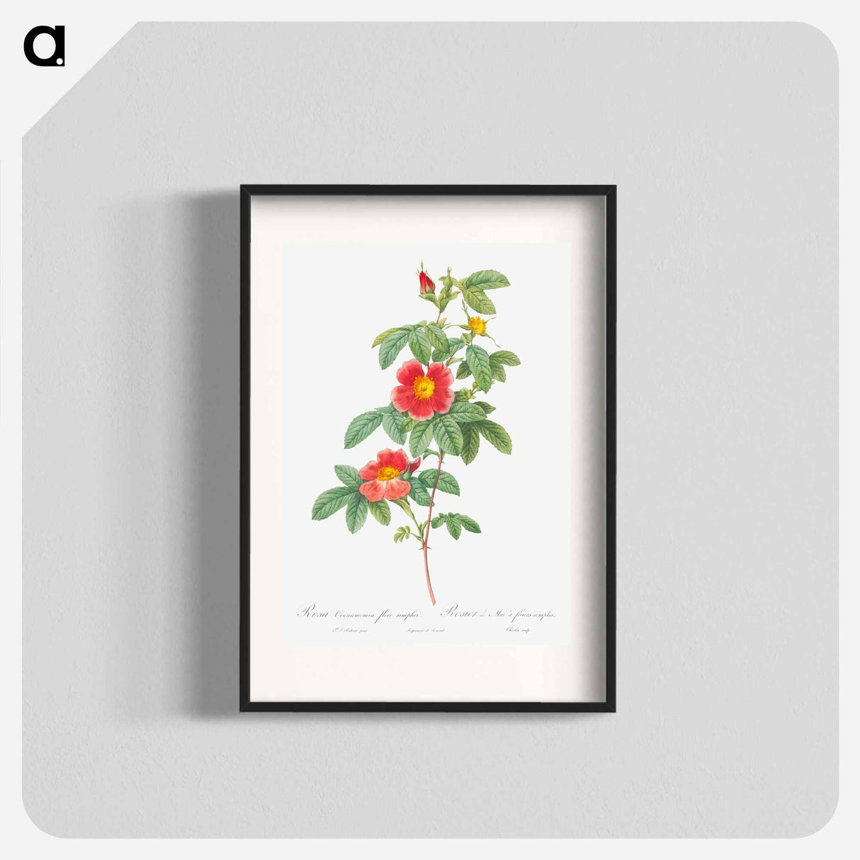 Rosa majalis - Pierre Joseph Redouté Poster.