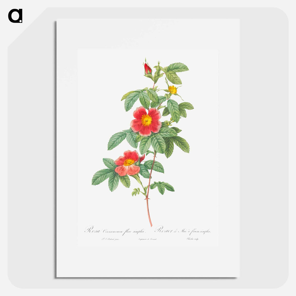Rosa majalis - Pierre Joseph Redouté Poster.