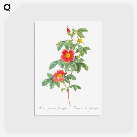 アートポストカード-Rosa majalis - ピエール ジョゼフ ルドゥーテ Postcard.