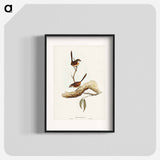 Striated Wren
 - オーストラリアの鳥 Poster.