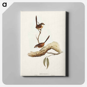 アートパネル-Striated Wren
 - オーストラリアの鳥 Canvas.
