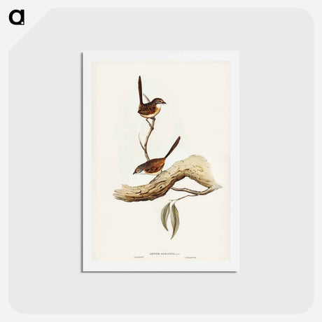 アートポストカード-Striated Wren
 - オーストラリアの鳥 Postcard.