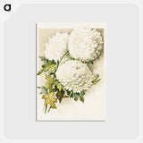 アートポストカード-Chrysanthemums for Christmas Eve
 - ボストン公共図書館 Postcard.
