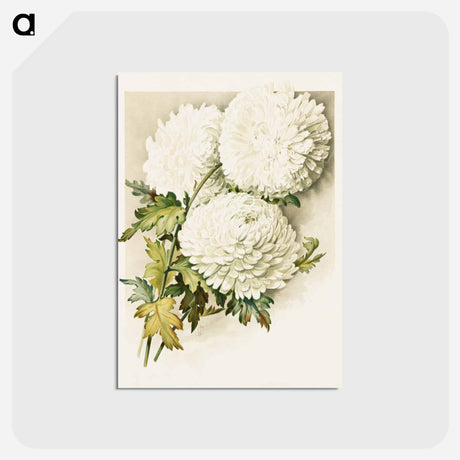 アートポストカード-Chrysanthemums for Christmas Eve
 - ボストン公共図書館 Postcard.