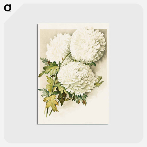 クリスマスイブの菊 - ボストン公共図書館 Postcard.