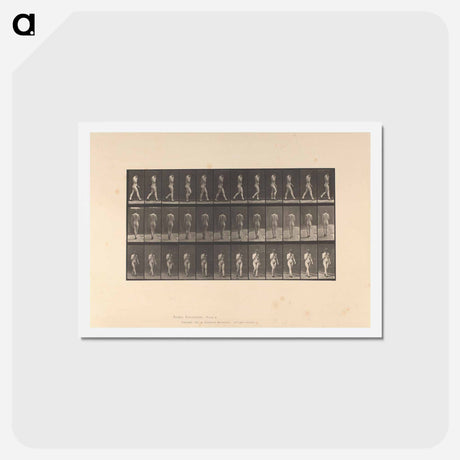 アートポストカード-Naked Woman Walking
 - エドワード マイブリッジ Postcard.