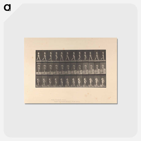 アートポストカード-Naked Woman Walking
 - エドワード マイブリッジ Postcard.