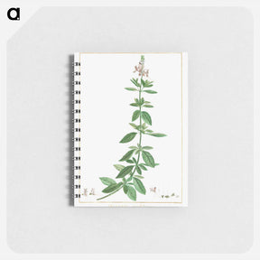 アートメモ帳-Ocimum Grandiflorum - ピエール ジョゼフ ルドゥーテ Memo.