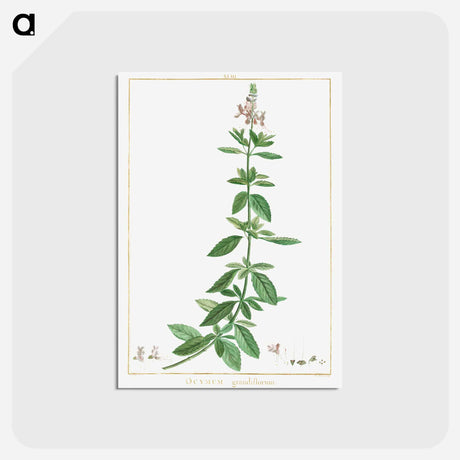 アートポストカード-Ocimum Grandiflorum - ピエール ジョゼフ ルドゥーテ Postcard.