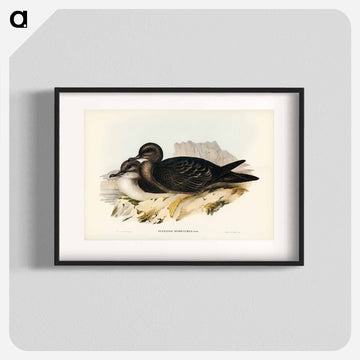 Wedge-tailed Petrel
 - オーストラリアの鳥 Poster.