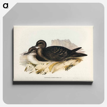 Wedge-tailed Petrel
 - オーストラリアの鳥 Canvas.