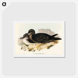 アートポストカード-Wedge-tailed Petrel
 - オーストラリアの鳥 Postcard.