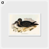 アートポストカード-Wedge-tailed Petrel
 - オーストラリアの鳥 Postcard.