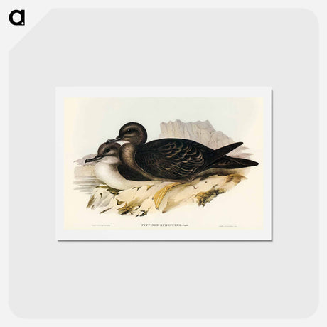 アートポストカード-Wedge-tailed Petrel
 - オーストラリアの鳥 Postcard.