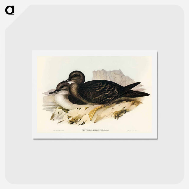 アートポストカード-Wedge-tailed Petrel
 - オーストラリアの鳥 Postcard.