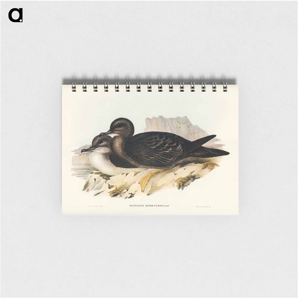アートメモ帳-Wedge-tailed Petrel
 - オーストラリアの鳥 Memo.
