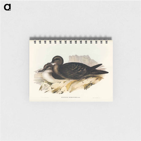 アートメモ帳-Wedge-tailed Petrel
 - オーストラリアの鳥 Memo.