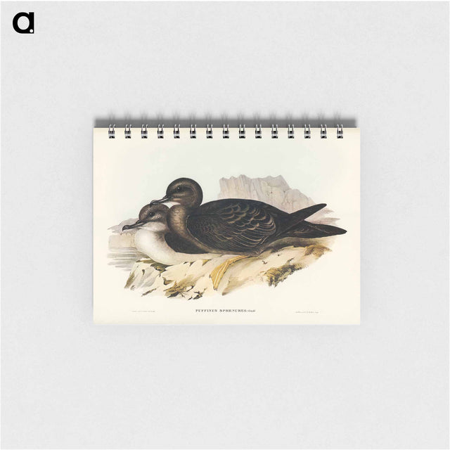 アートメモ帳-Wedge-tailed Petrel
 - オーストラリアの鳥 Memo.