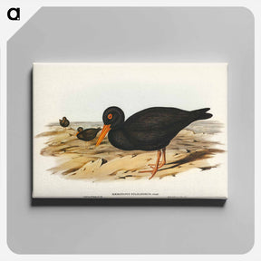 アートパネル-Sooty Oyster-Catcher
 - ジョン グールド Canvas.