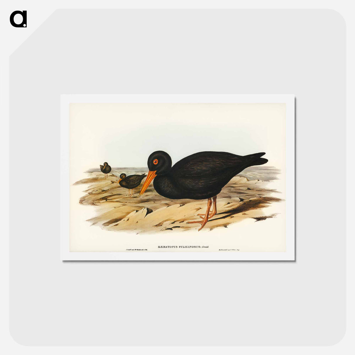 アートポストカード-Sooty Oyster-Catcher
 - ジョン グールド Postcard.