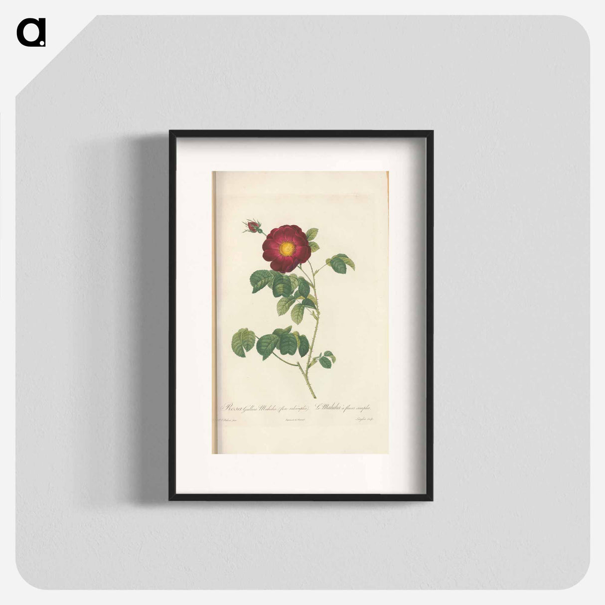Rose illustration - Pierre Joseph Redouté Poster.