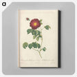 アートパネル-Rose illustration - ピエール ジョゼフ ルドゥーテ Canvas.