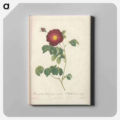 アートパネル-Rose illustration - ピエール ジョゼフ ルドゥーテ Canvas.