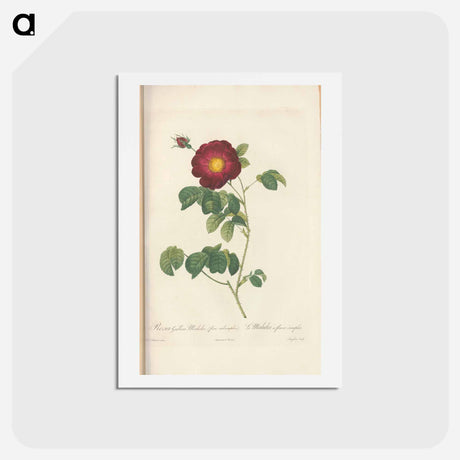 アートポストカード-Rose illustration - ピエール ジョゼフ ルドゥーテ Postcard.