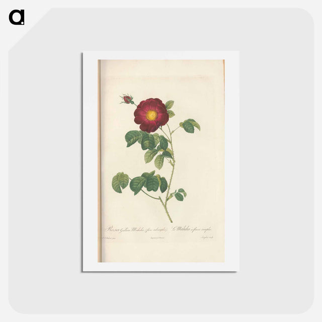 アートポストカード-Rose illustration - ピエール ジョゼフ ルドゥーテ Postcard.