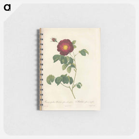 アートメモ帳-Rose illustration - ピエール ジョゼフ ルドゥーテ Memo.