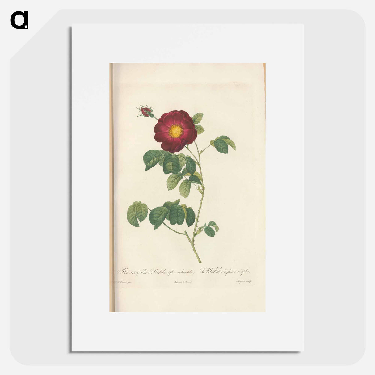 Rose illustration - Pierre Joseph Redouté Poster.