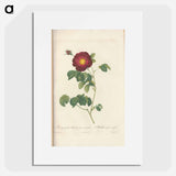 Rose illustration - Pierre Joseph Redouté Poster.
