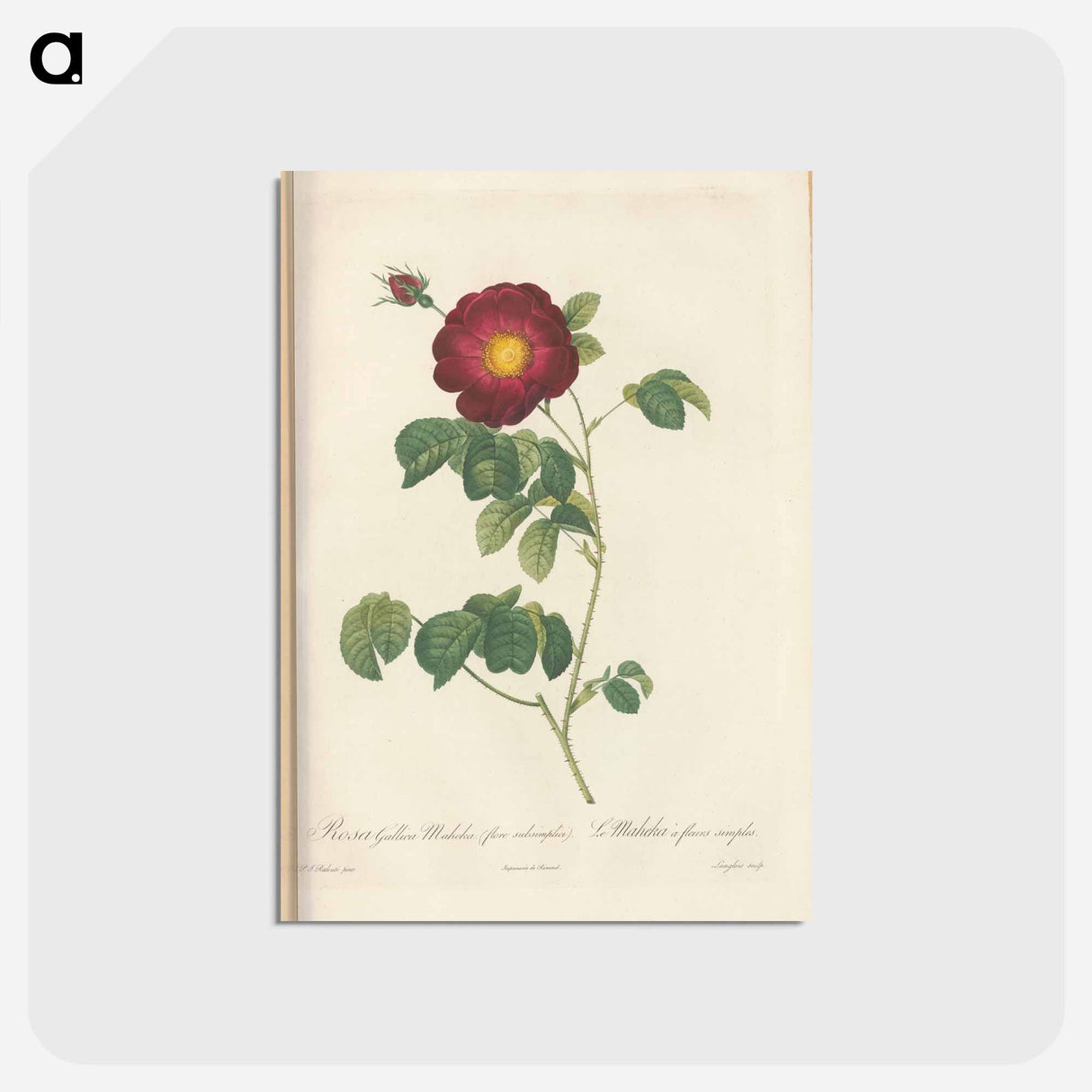 アートポストカード-Rose illustration - ピエール ジョゼフ ルドゥーテ Postcard.