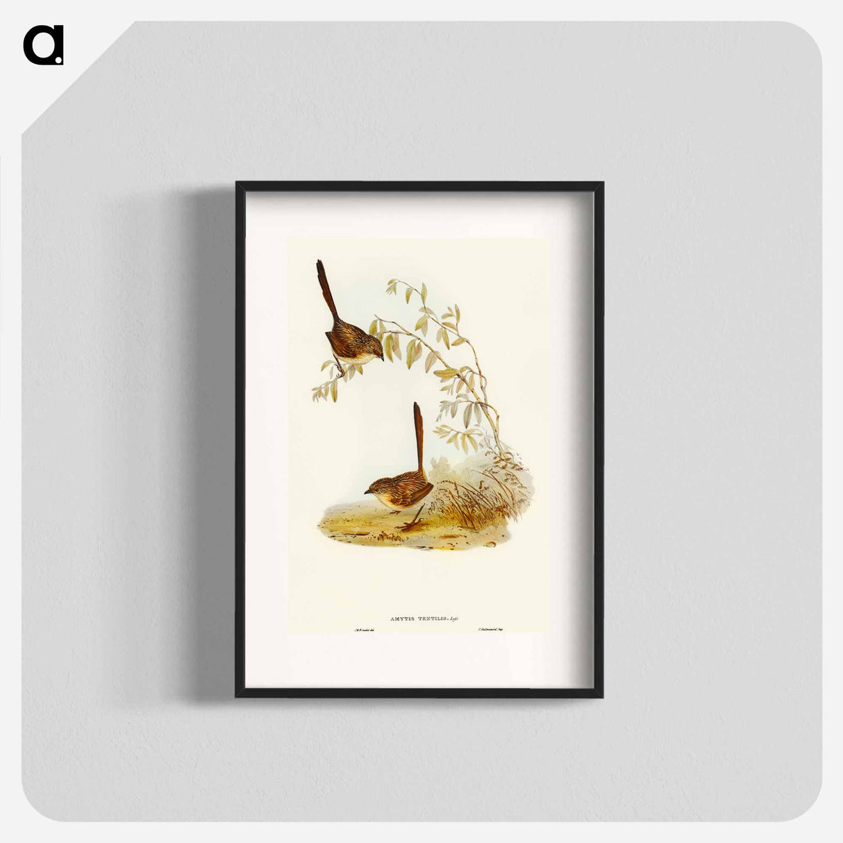 Textile Wren
 - オーストラリアの鳥 Poster.