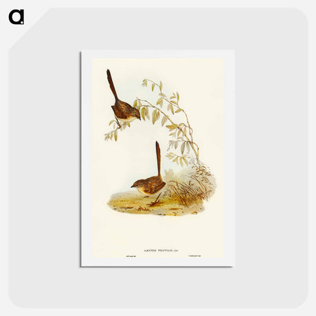アートポストカード-Textile Wren
 - オーストラリアの鳥 Postcard.
