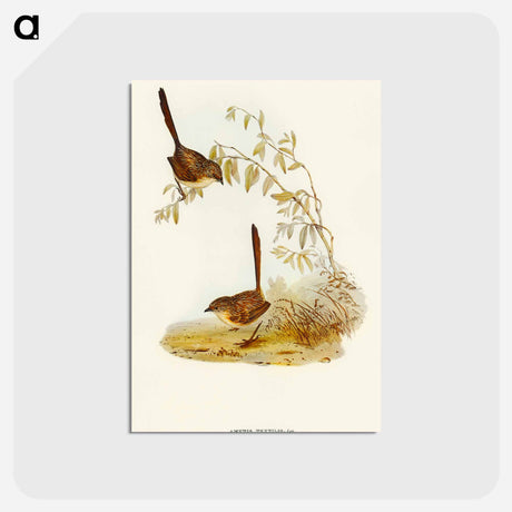 アートポストカード-Textile Wren
 - オーストラリアの鳥 Postcard.